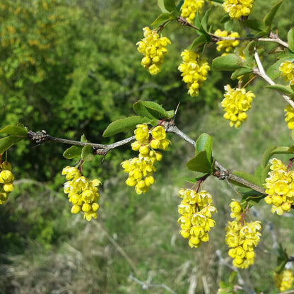 Indian Barberry Seeds (Berberis Aristata) Flower Seeds