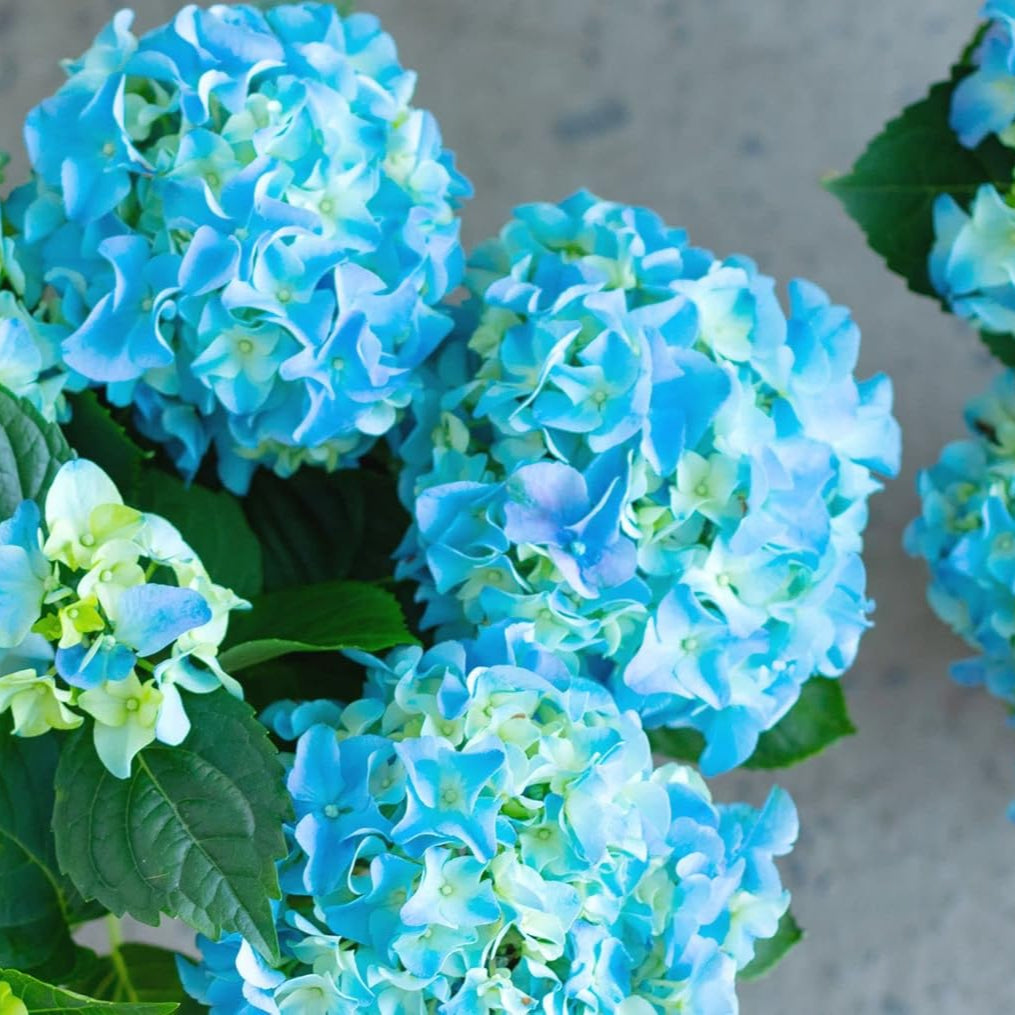 Sea Blue Hydrangea Flower seeds for Planting Seasonal Bloomer Heirloom & GMO Free Seeds for Home Garden 
 
 Sale seeds for home garden planting