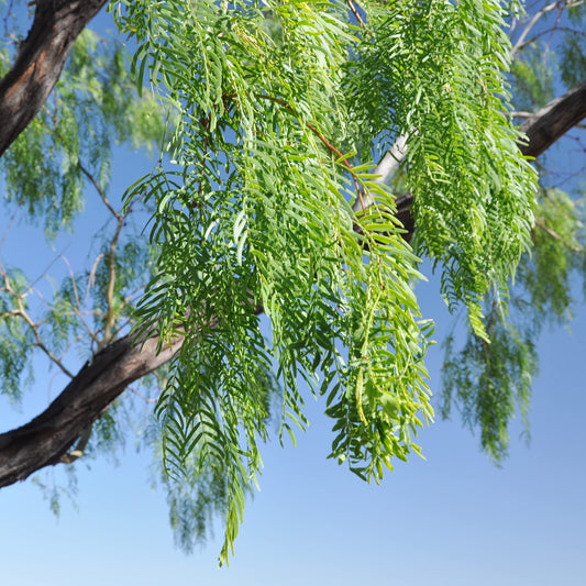 Semi di erba di Prosopis Glandulosa