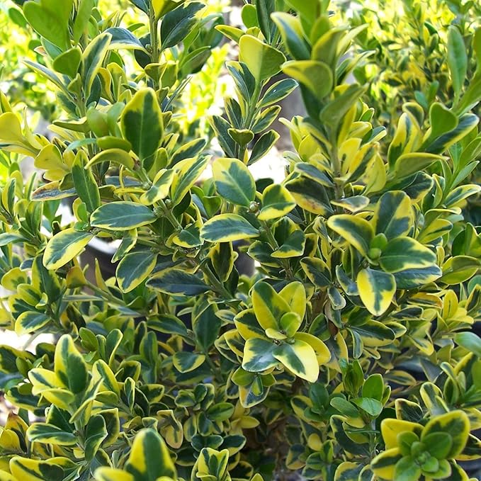 Japanese Boxwood Herb Seeds