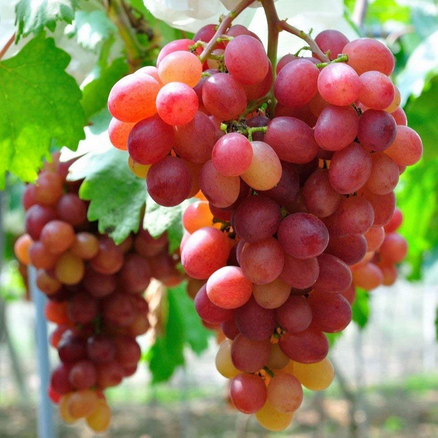 planting concord grape seeds Red Concord Grape Fruit Seeds for Planting – Heirloom, Non-GMO, Easy t – Pure Asia Seeds