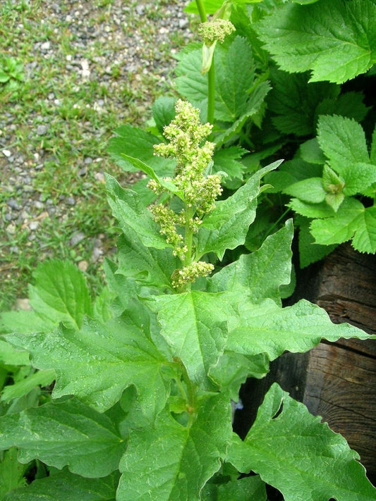 King Henry Flower seeds for Planting - Shade Tolerant, Heirloom & GMO Free Seeds for Home Garden
 
 Sale seeds for planting in home garden