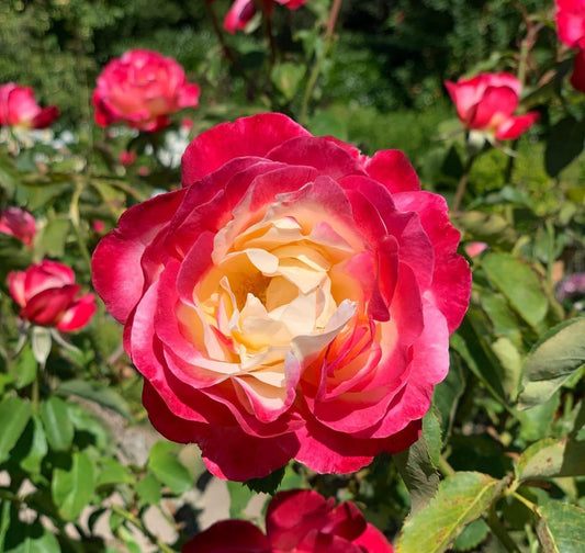 Pink and Yellow Rose Non-GMO Heirloom Garden Seeds Flower seeds for Planting - Pollinator Friendly, Heirloom & GMO Free Seeds for Home Garden
 
 Sale for planting in home garden.