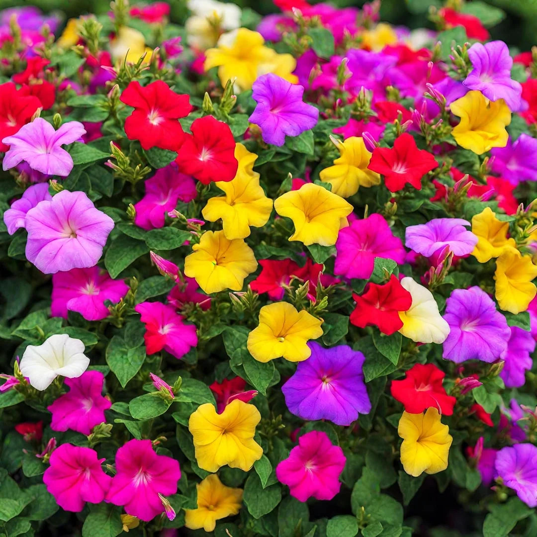 Mixed Mirabilis Jalapa Flower seeds for Planting - Bright Blooms, Heirloom & GMO Free Seeds for Home Garden