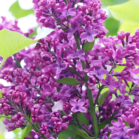Purple Lilac Flower Seeds