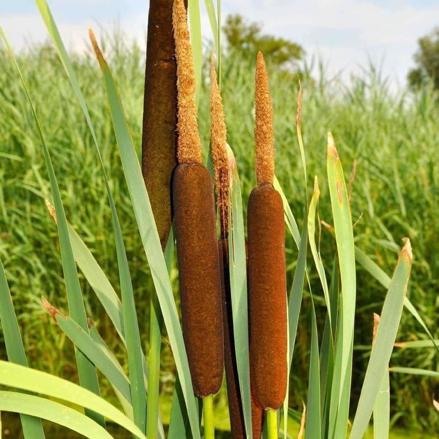 Broadleaf Cattail Herb Seeds