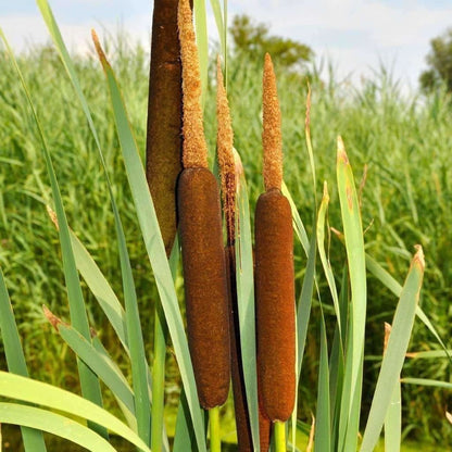 Broadleaf Cattail Herb Seeds