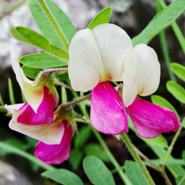 Goat's Rue Flower Seeds