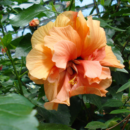 Double Orange Yellow Hibiscus Flower Seeds