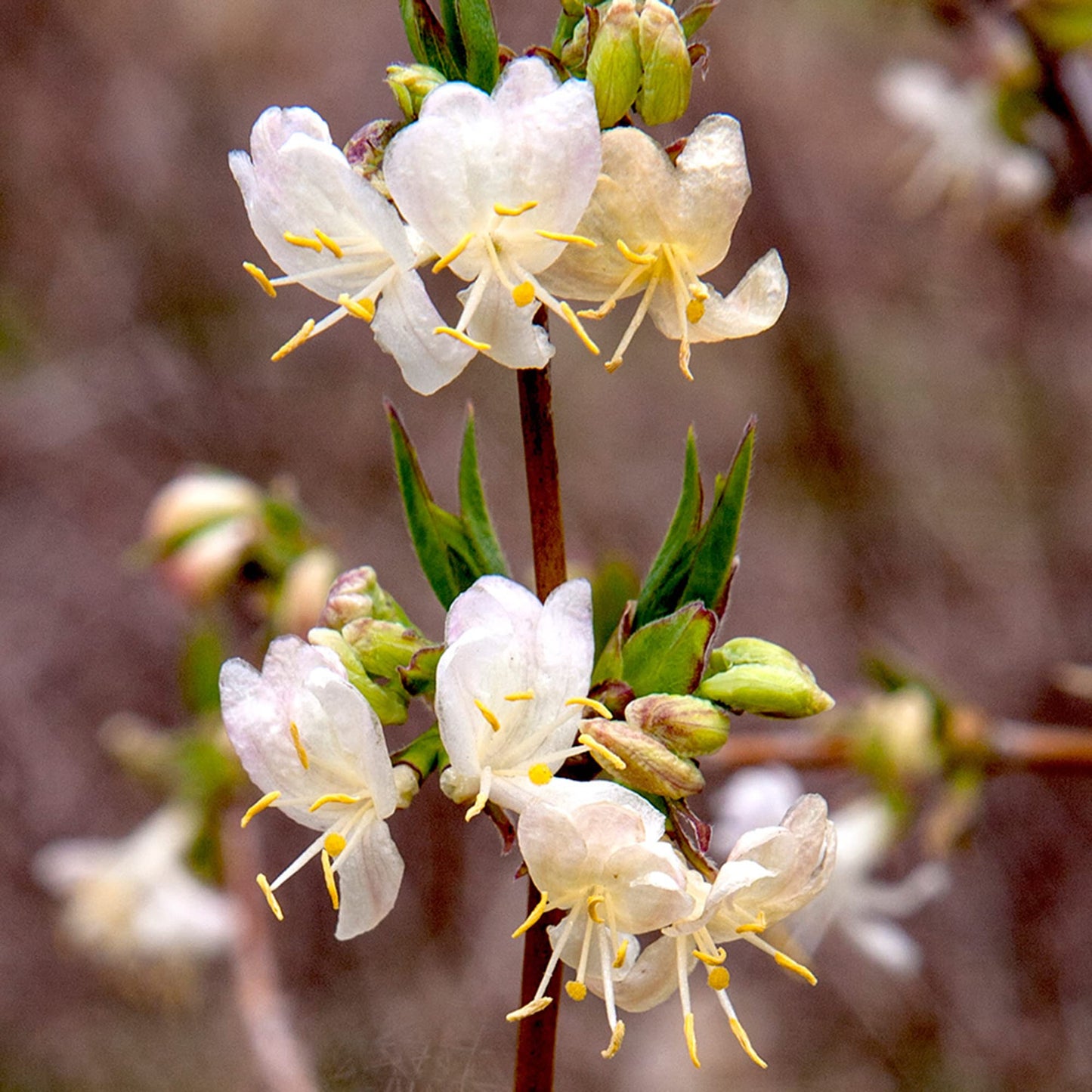Winter Honeysuckle Flower Seeds