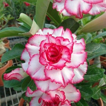 desert rose plant seeds Double Desert Rose Flower Seeds for Planting – Heirloom, Non-GMO, Drou – Pure Asia Seeds