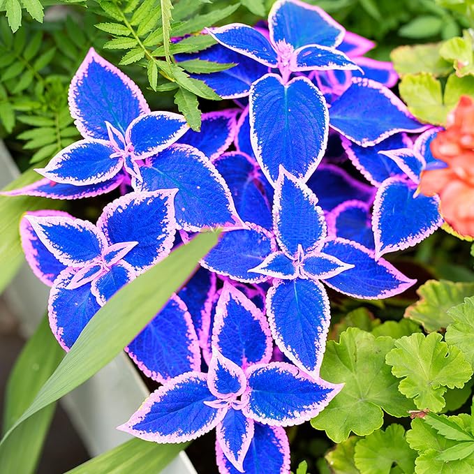 lavender coleus plant Blue-White Coleus Herb Seeds for Planting – Heirloom, Non-GMO, Easy to – Pure Asia Seeds
