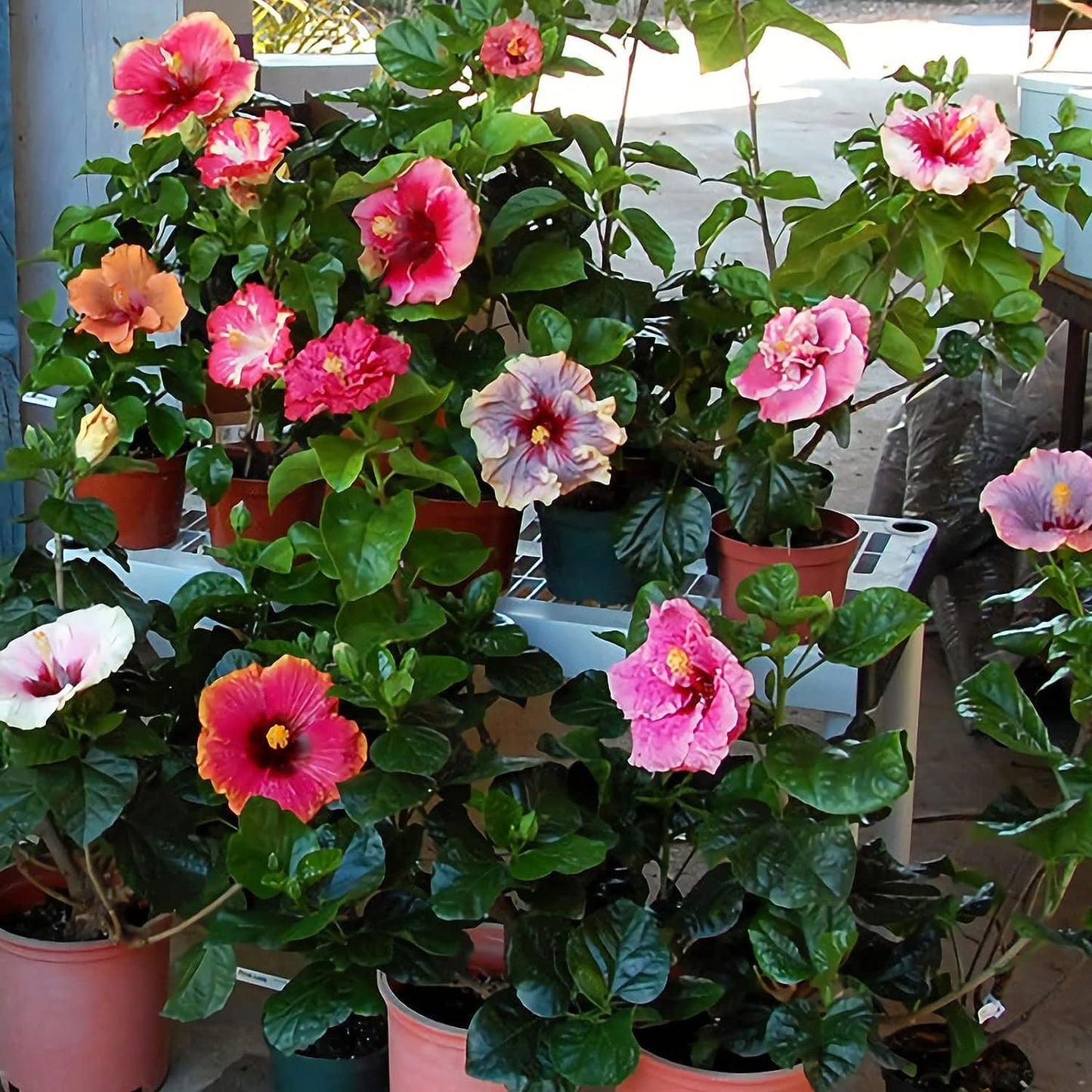 Mixed Rare Hibiscus Flower Seeds