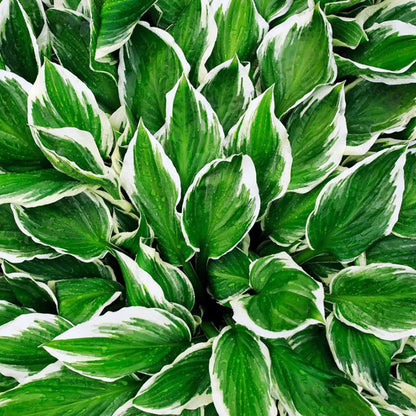 Hosta Seeds Herb Seeds
