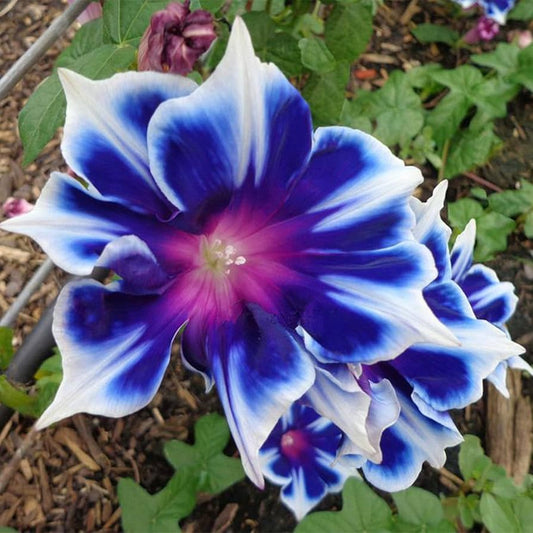 Blue & White Morning Glory Flower Seeds