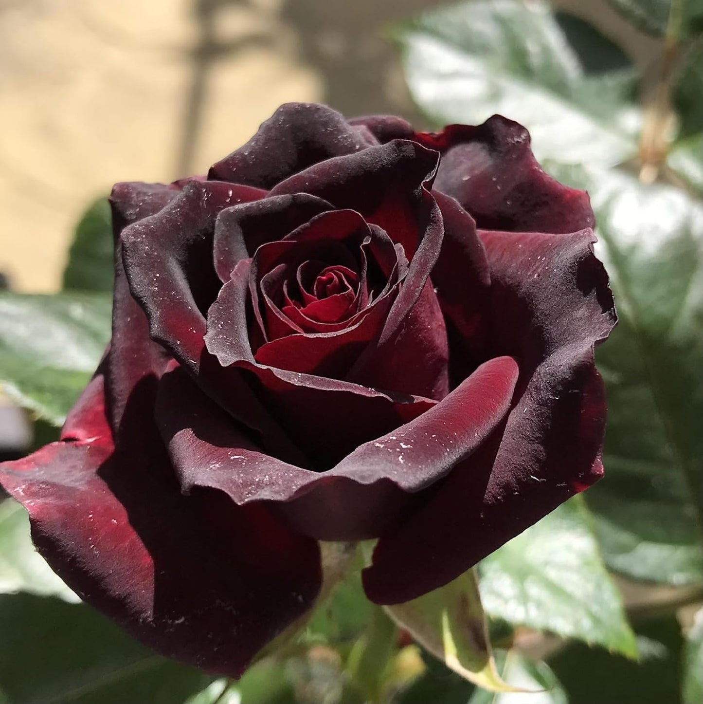 Rosa Black Baccara Flower Seeds