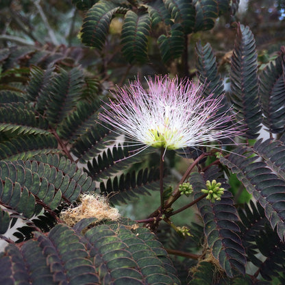 Chocolate Mimosa Tree Seeds for Planting – Heirloom, Non-GMO, Easy to Grow, Perennial