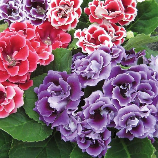 Mix Sinningia Flower Seeds