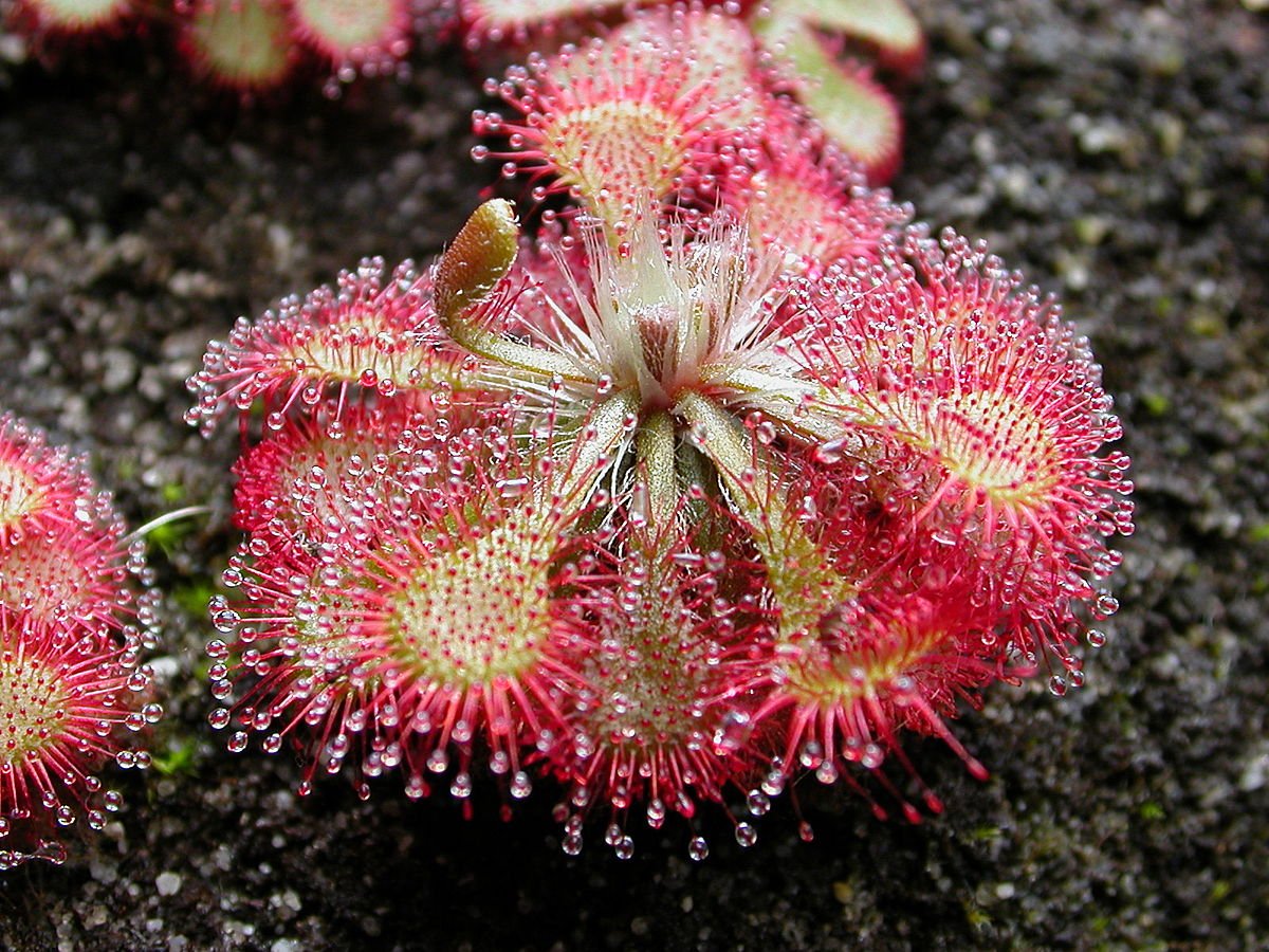 Pink Drosera Sundew Flower seeds for Planting - Bright Blooms, Heirloom & GMO Free Seeds for Home Garden
 
 Sale seeds for planting in home garden