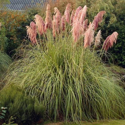 ピンクパンパスグラスの花の種