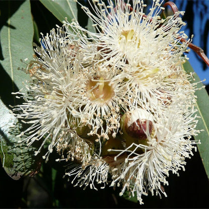 Eucalyptus Globulus Flower Seeds (Tasmanian Blue Gum)