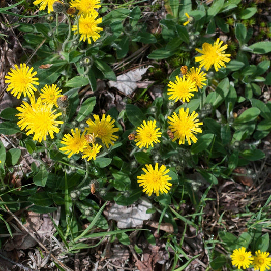Mouse-Ear Hawkweed Flower Seeds