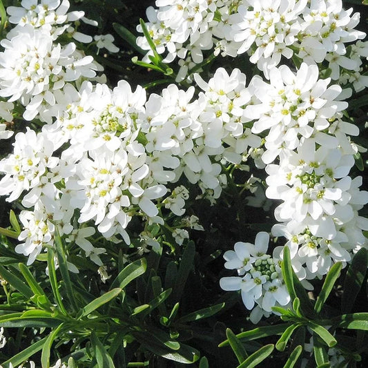 White Candytuft Snow Flower seeds for Planting Pollinator Friendly Heirloom & GMO Free Seeds for Home Garden 
 
 Sale