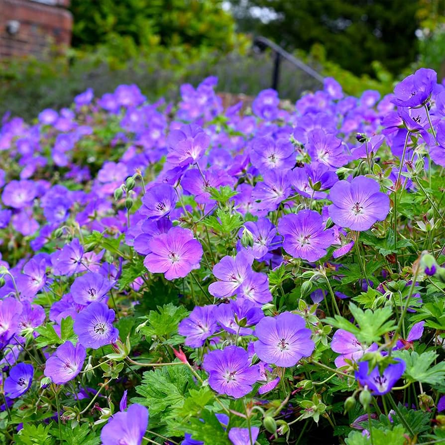 Blue Geranium Flower Seeds