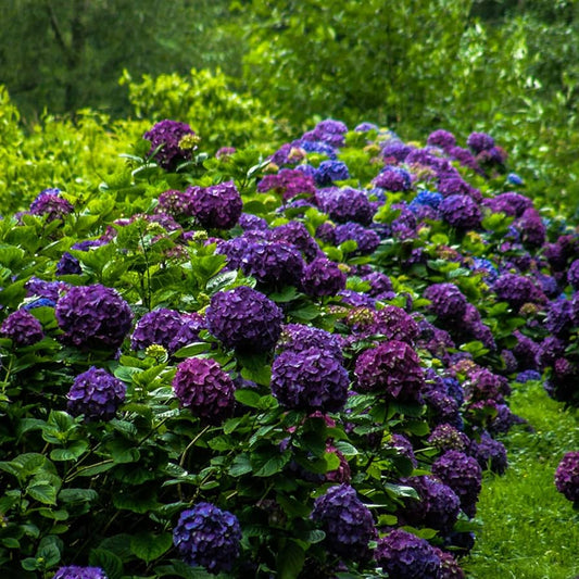 Dark Purple Hydrangea Flower Seeds