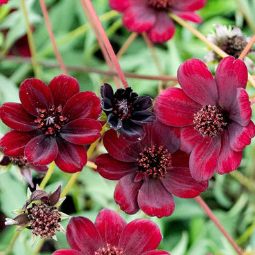Chocolate Cosmos Flower Seeds