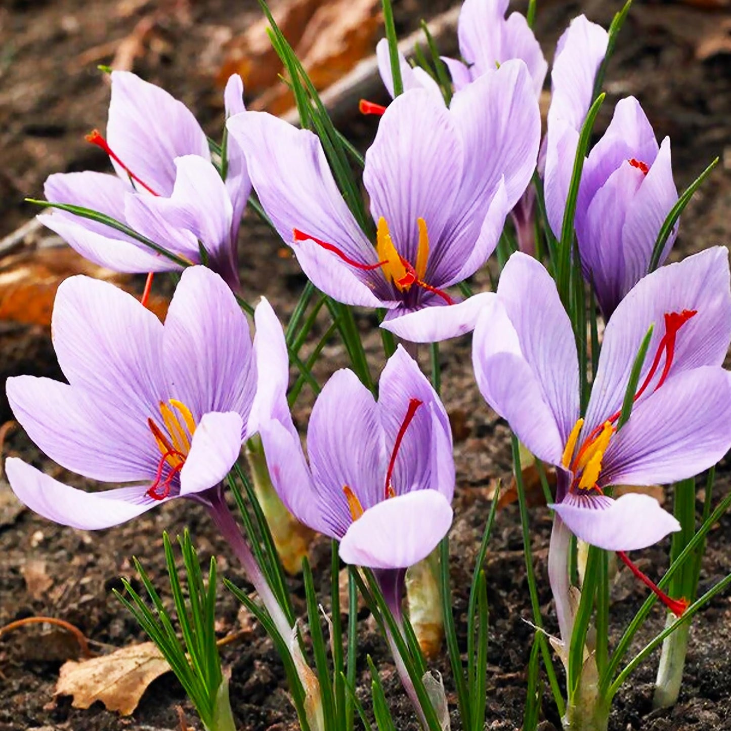 Graines de fleurs mélangées de crocus safran Hatsuga pour plantation - Aimant le soleil, variétés anciennes et graines sans OGM pour jardin domestique