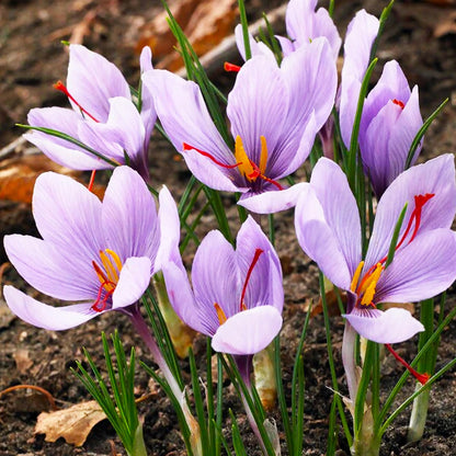 Graines de fleurs mélangées de crocus safran Hatsuga pour plantation - Aimant le soleil, variétés anciennes et graines sans OGM pour jardin domestique