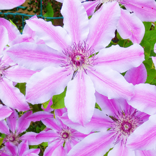Nelly Moser Clematis Flower Seeds