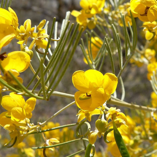Silver Cassia Flower Seeds