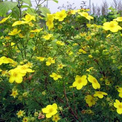 Tormentil Flower Seeds