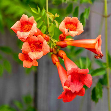 Rare Dark Red Hummingbird Trumpet Vine Flower Seeds