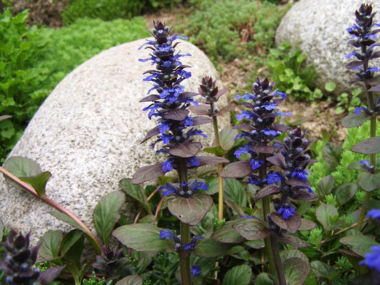 Ajuga Flower seeds for Planting Premium Quality Heirloom & GMO Free Seeds for Home Garden