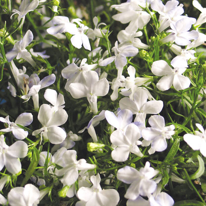 White Lobelia Erinus Flower Seeds
