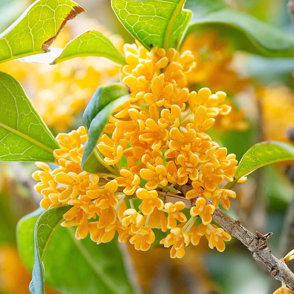 Sweet Osmanthus Flower Seeds
