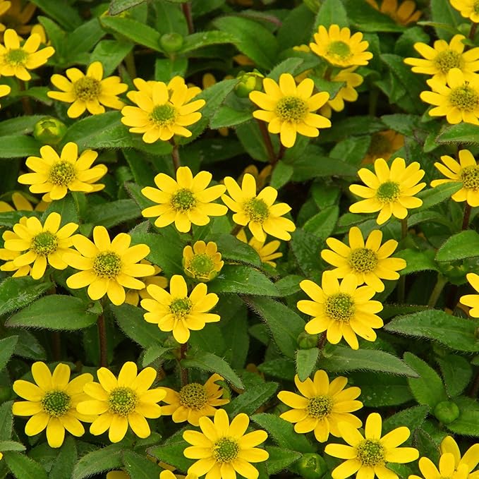 Yellow Creeping Zinnia Flower seeds for Planting Long Bloom Season Heirloom & GMO Free Seeds for Home Garden 
 
 Sale for planting in home garden