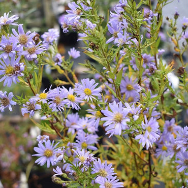 Aster Novi-Belgii Flower Seeds