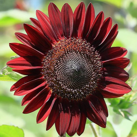 Chocolate Sunflower Seeds