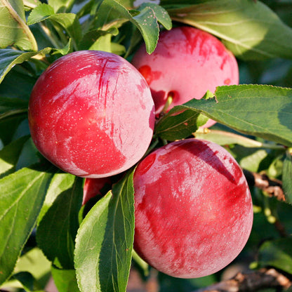 American Wild Plum Fruit  Seeds