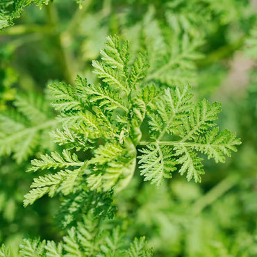 Artemisia Annua Herb Seeds