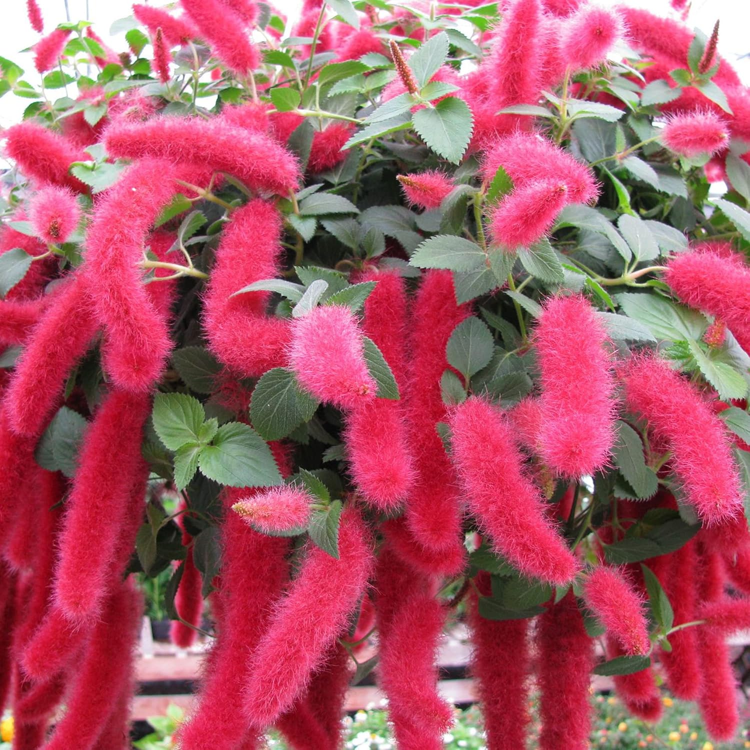 chenille plant seeds Acalypha Pendula (Dwarf Chenille) Flower Seeds for Planting – Heirloom – Pure Asia Seeds