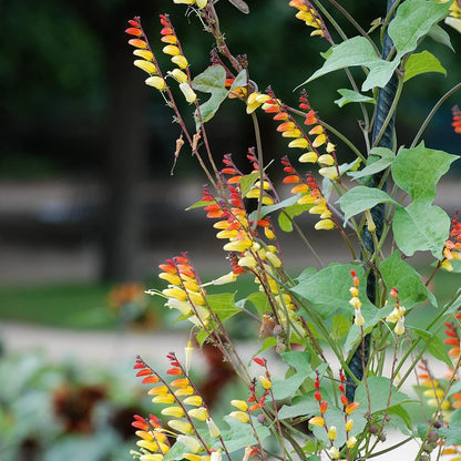 annual climbing flower seeds Ipomoea Lobata (Firecracker Vine) Flower Seeds for Planting – Heirloom – Pure Asia Seeds