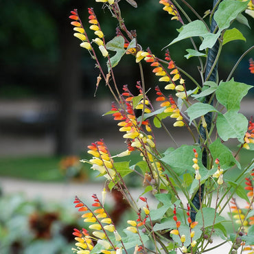Ipomoea Lobata Flower Seeds