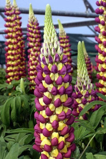 Lupine Wildflower Seeds yellow & purple