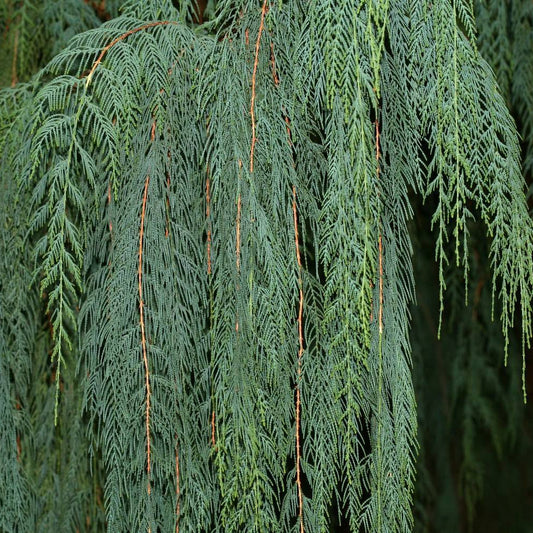 Kashmir Cypress (Cupressus cashmeriana) Tree Seeds for Planting – Heirloom, Non-GMO, Hardy Tree