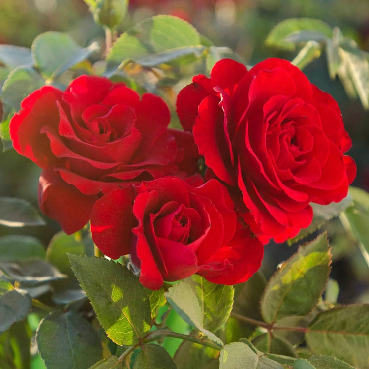 Red Climbing Rose Flower Seeds